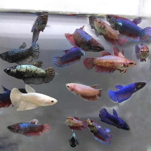 Female Betta