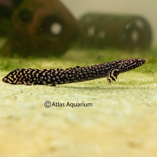 Ornate Bichir 5cm