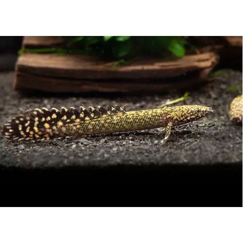 Ornate Bichir 5-7cm