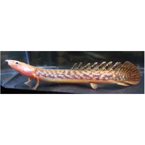 Teugelsi Bichir 6-8cm