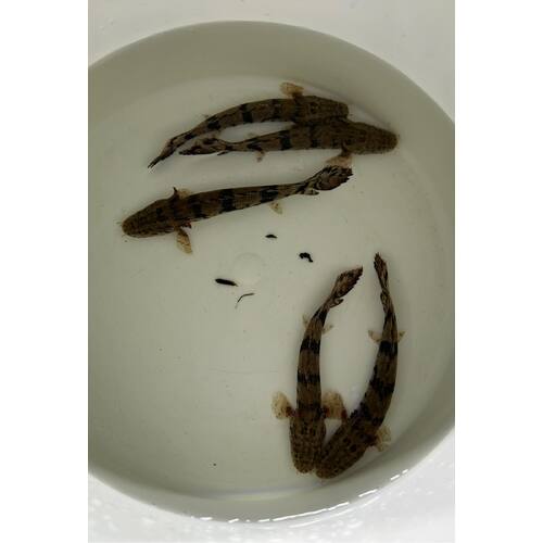 Tiger Bichir
