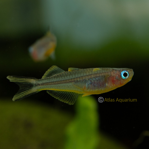 Furcatus Blue Eye