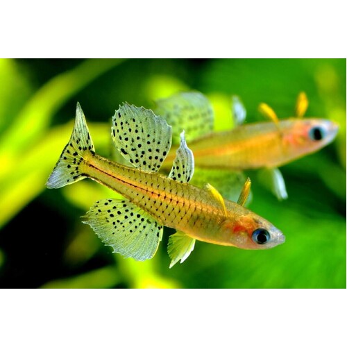 Spotted Blue-Eye 
