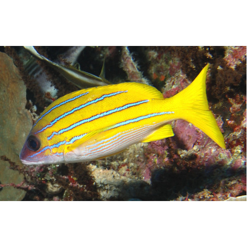 Blue Line Sea Perch