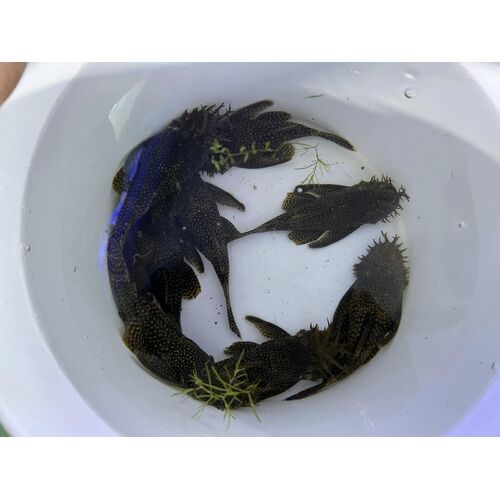 Adult/Large Bristlenose Catfish