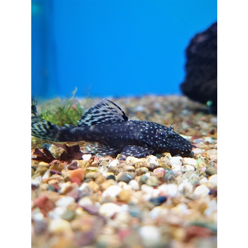 3-4cm Small Bristlenose Catfish