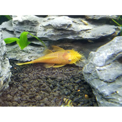 Lemon Blue-Eye Bristlenose 3-5cm