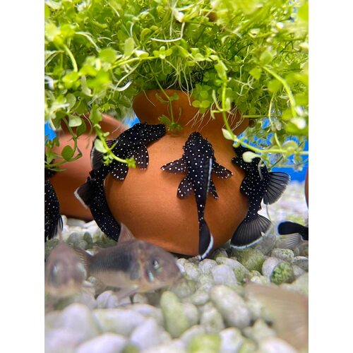 Peppermint Bristlenose (Small)