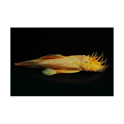Albino Bristlenose (Small)