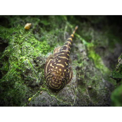 Borneo Loach - Striped and Spotted