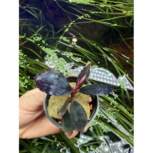 Bucephalandra Black Angel 