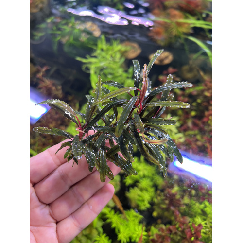 Bucephalandra Catherinae Small Clump