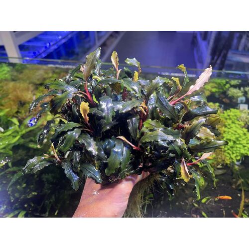 Bucephalandra Kedagang - Price Per Stem