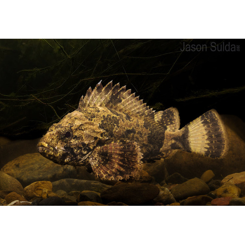 Bullrout Small