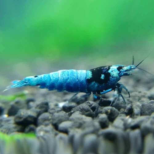 Mosura Blue Bolt Caridina