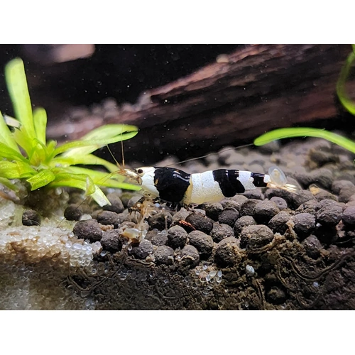 Crystal Black Caridina Shrimp