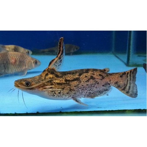 Driftwood Catfish