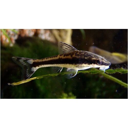 Otocinclus Catfish