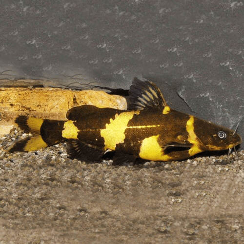 Asian Bumblebee Catfish