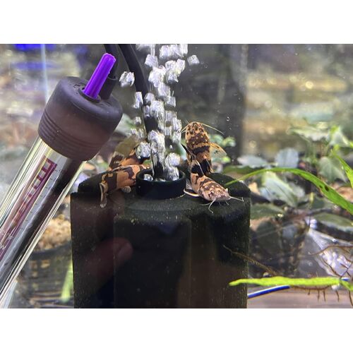 South American Giant Bumblebee Catfish