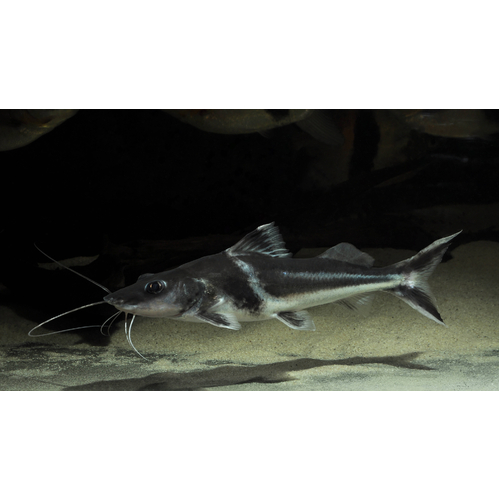 Ornate Pimelodus Catfish 15cm