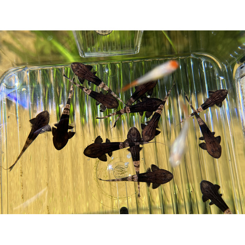 Chameleon Whiptail Catfish 4-5cm