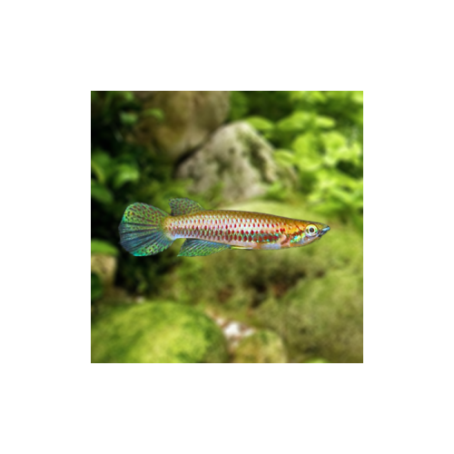 Chevalier's Panchax