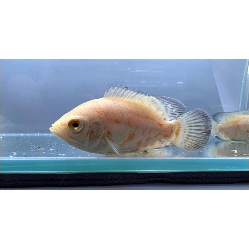Albino Oscar (Small)