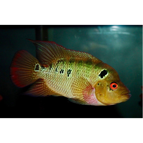 Trimac/Three Spot Cichlid 5cm