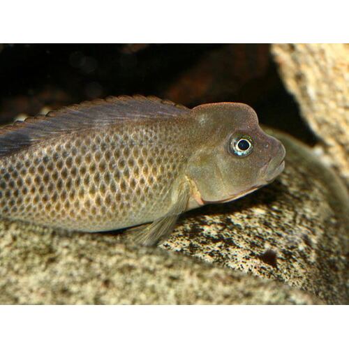 African Humphead Cichlid 5cm (Lionhead)