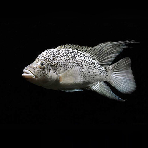 Black Nasty Cichlid 5cm