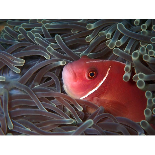 Pink Skunk Clownfish Wild Pair