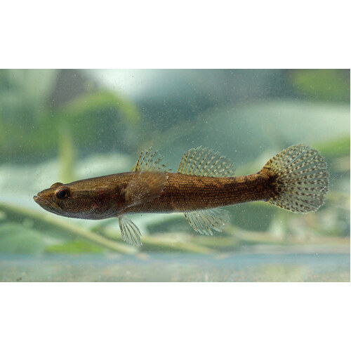 Sleepy Cod 8-12cm