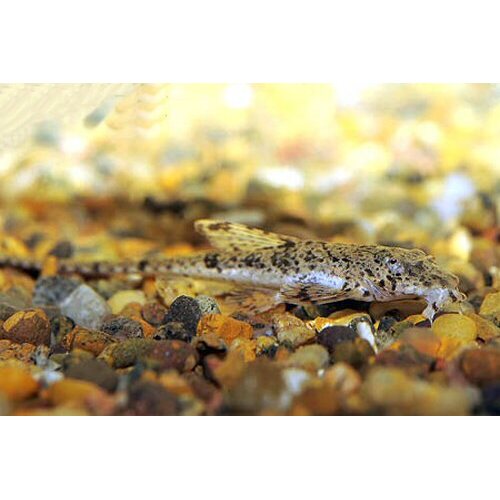 Common Whiptail Small