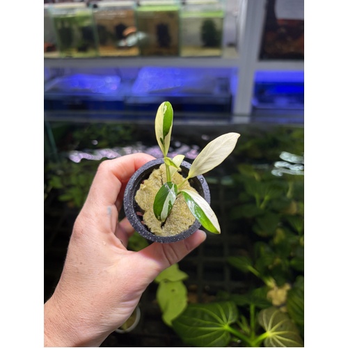 Anubias Congensis Panda RARE