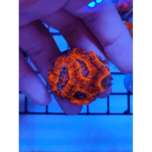 Assorted Acans