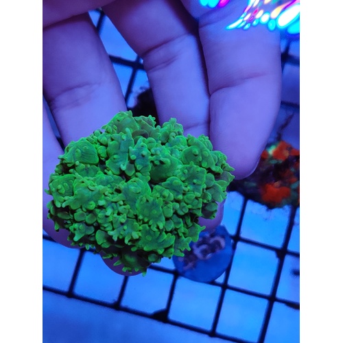 Assorted Bubble