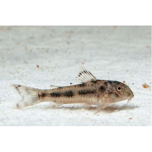 Aspidoras Spilotus