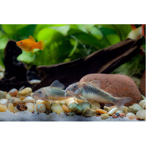 Bronze Corydoras