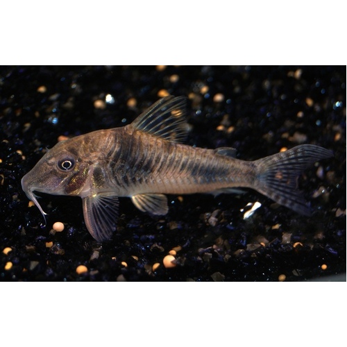 Ellisae Corydoras