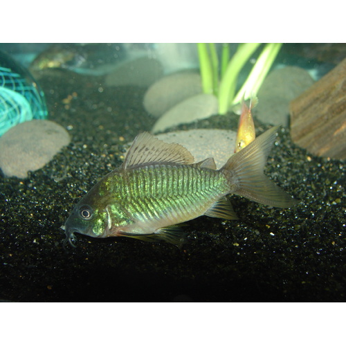 Emerald Cory/Brochis