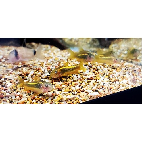 Gold Laser (Stripe) Corydoras (CW010)