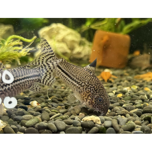 Julii Corydoras (Breeding Size)