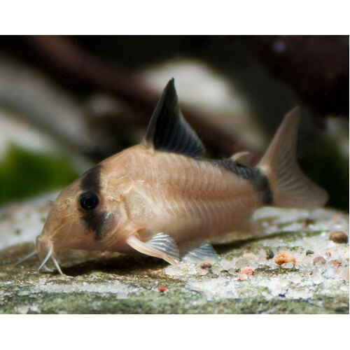 Blackbanded Corydoras (Metae)