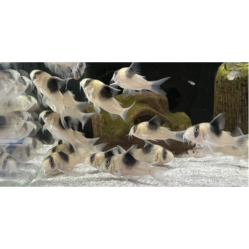Corydoras 'New Panda' CW51