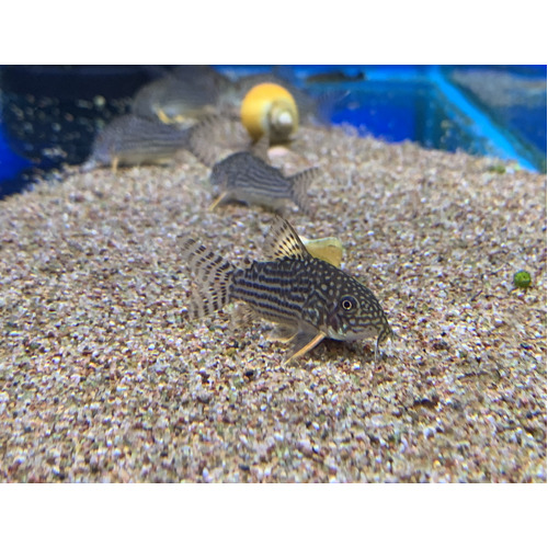 Sterbai Corydoras
