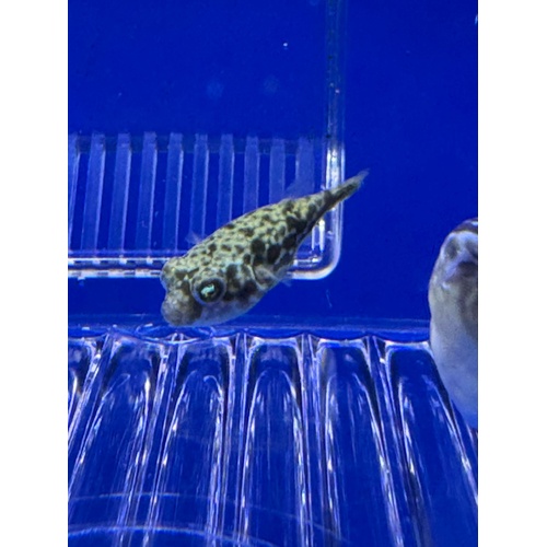 Fahaka Pufferfish 3-4cm (Freshwater)