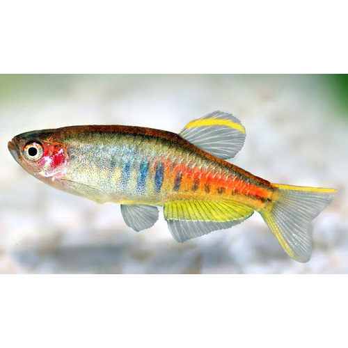 Glowlight Danio