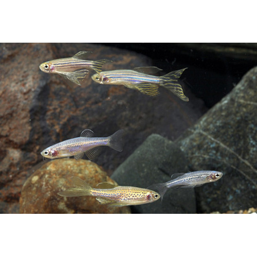 Assorted Danio