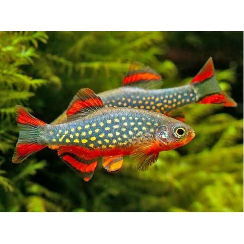 Celestial Pearl Danio